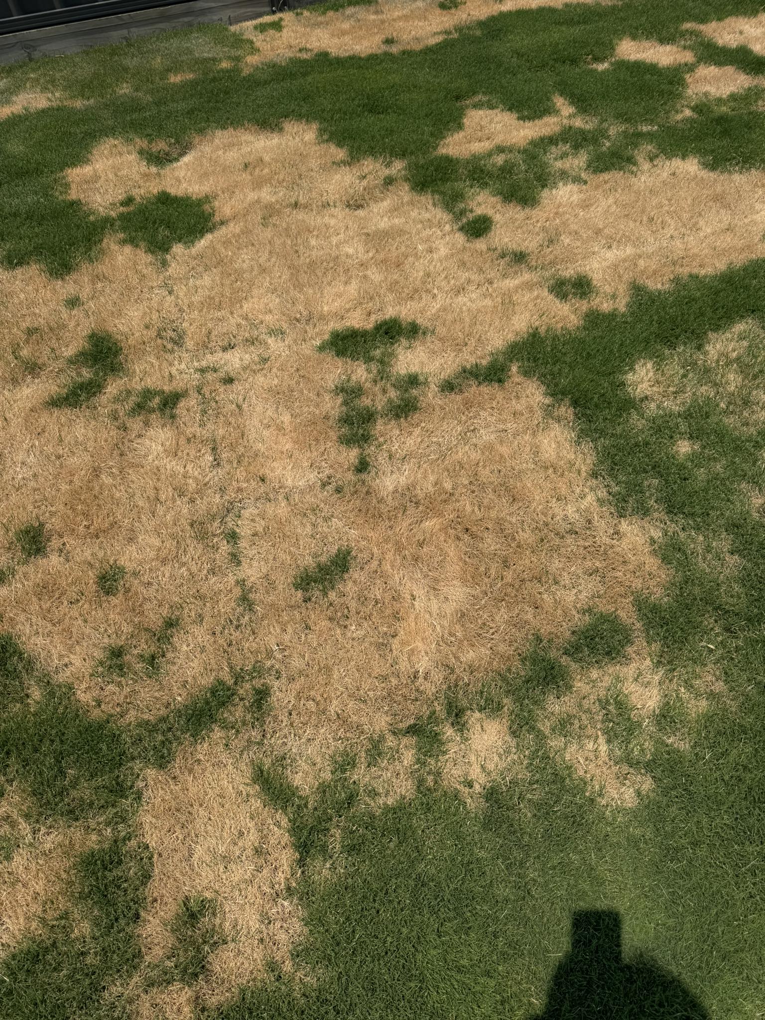 Thin dying grass compacted clay soil Sudbury Ontario residential lawn