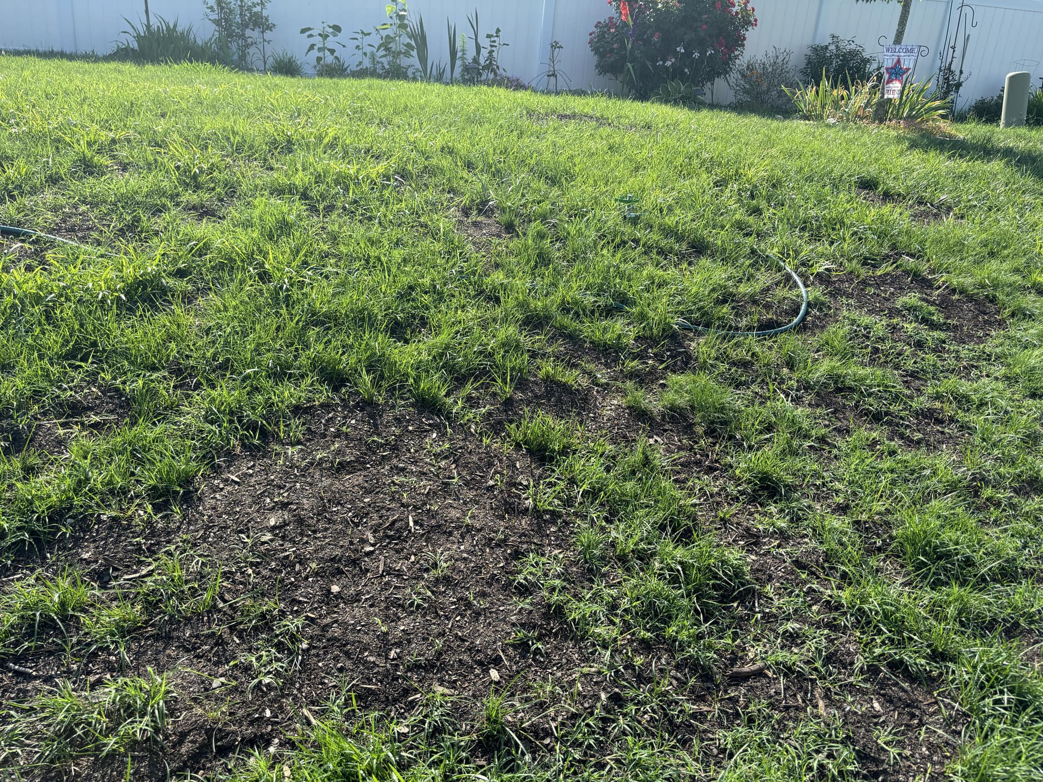 Thin patchy lawn in Greater Sudbury Ontario at the start of aeration and overseeding recovery program