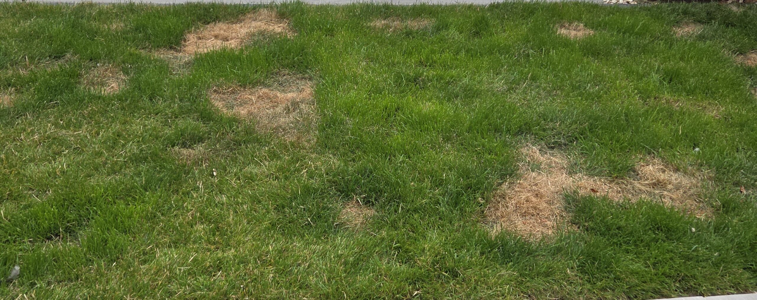 Thin patchy residential lawn in Greater Sudbury Ontario struggling due to compaction and inconsistent maintenance