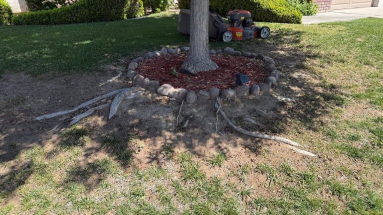 What to Do About Sudbury Tree Roots Pushing Up Through Your Lawn