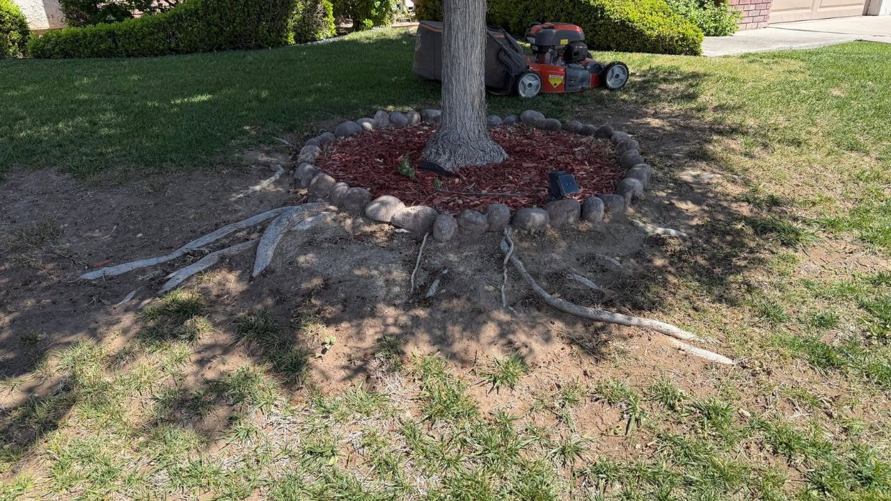 Tree roots surfacing through the grass on a residential lawn in Sudbury Ontario