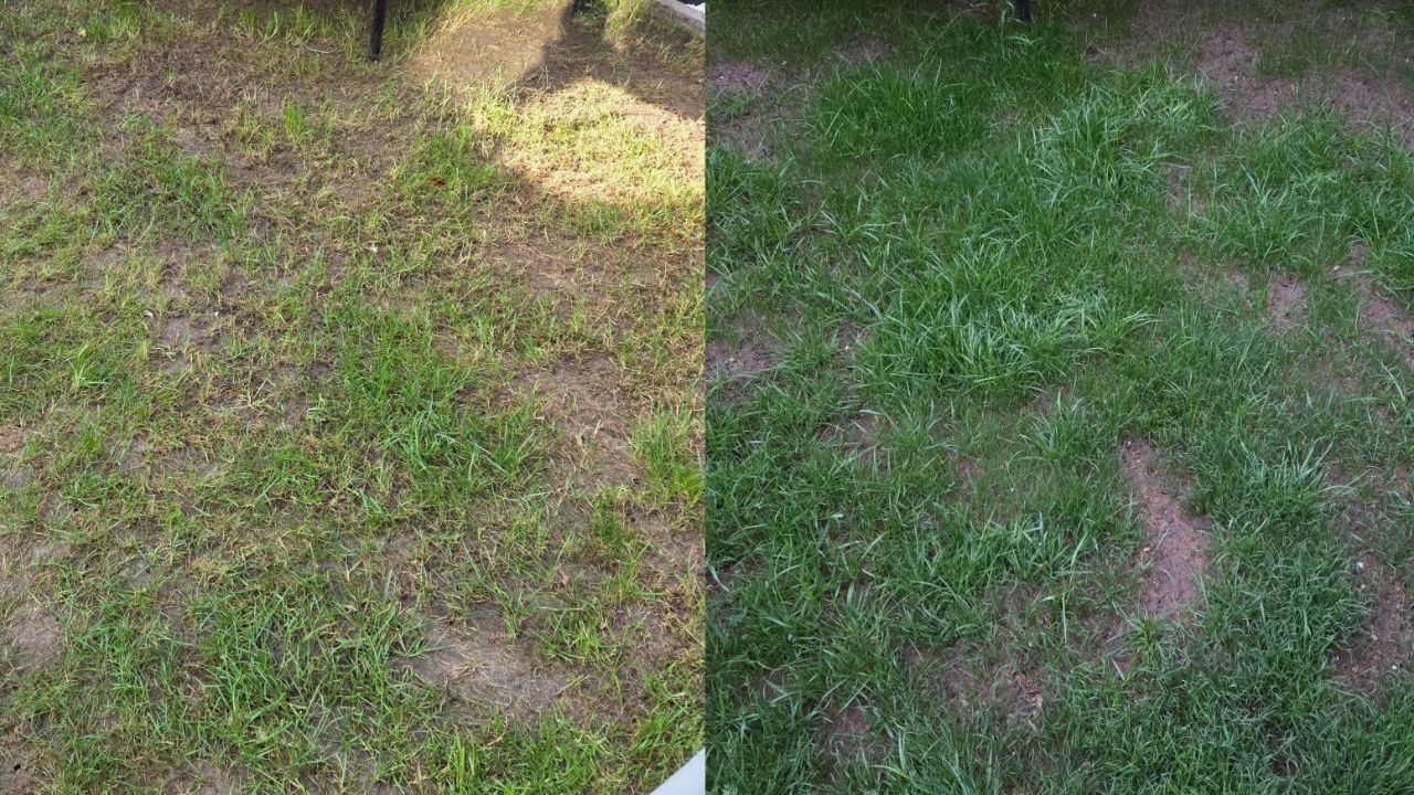 Two Sudbury Ontario lawns with different summer outcomes side by side