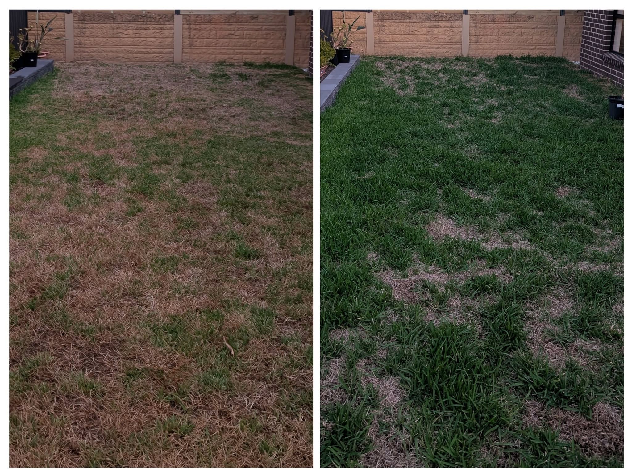 Two Sudbury Ontario lawns with different summer outcomes side by side