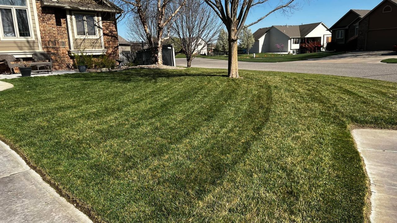 Two neighbouring residential lawns Greater Sudbury Ontario different condition comparison