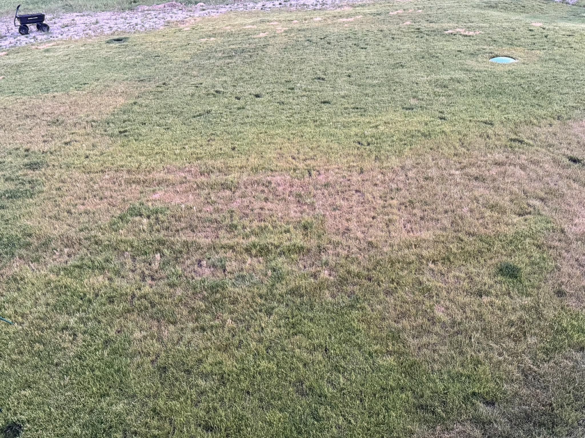 Unusually green patch of grass on a Sudbury lawn indicating possible sewer issue