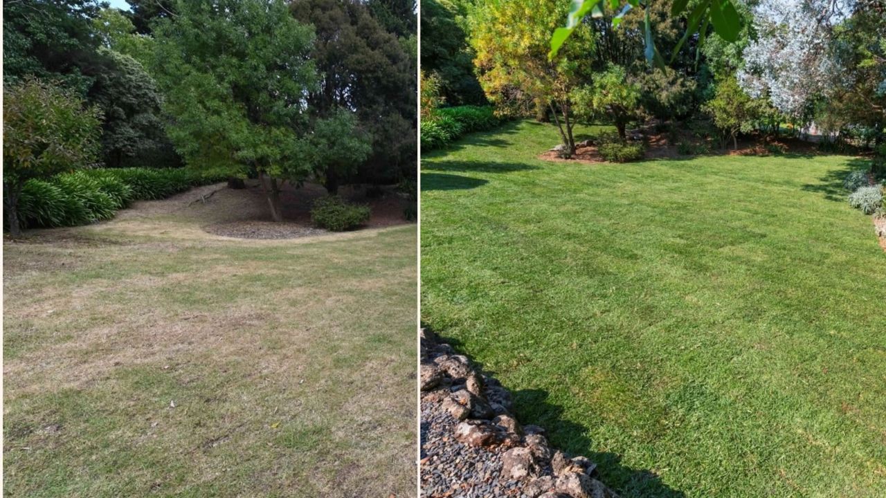 Visual comparison of Sudbury Ontario lawn that skipped one year of core aeration versus annually aerated lawn