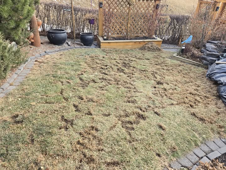 Vole tunnel damage on Sudbury lawn after winter