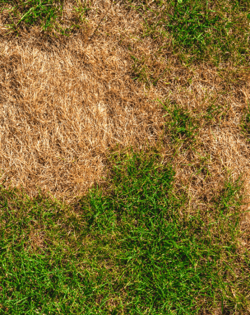 Walden Sudbury Ontario lawn showing drought stress in July from shallow roots and thin topsoil