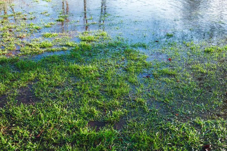 Water pooling on lawn near foundation at Sudbury Ontario residential property