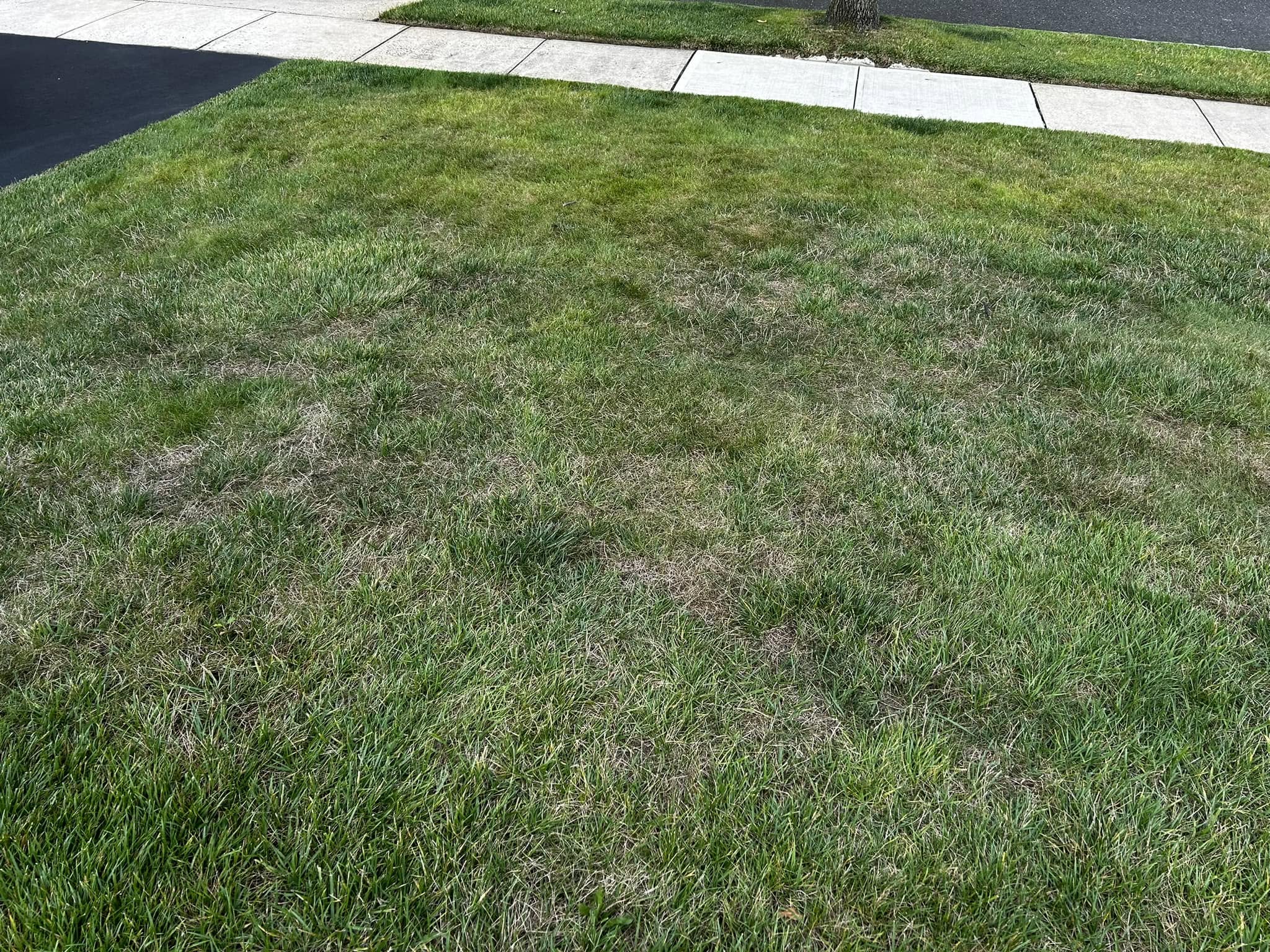 Well maintained dog owner lawn in Sudbury Ontario showing healthy grass with minimal pet damage