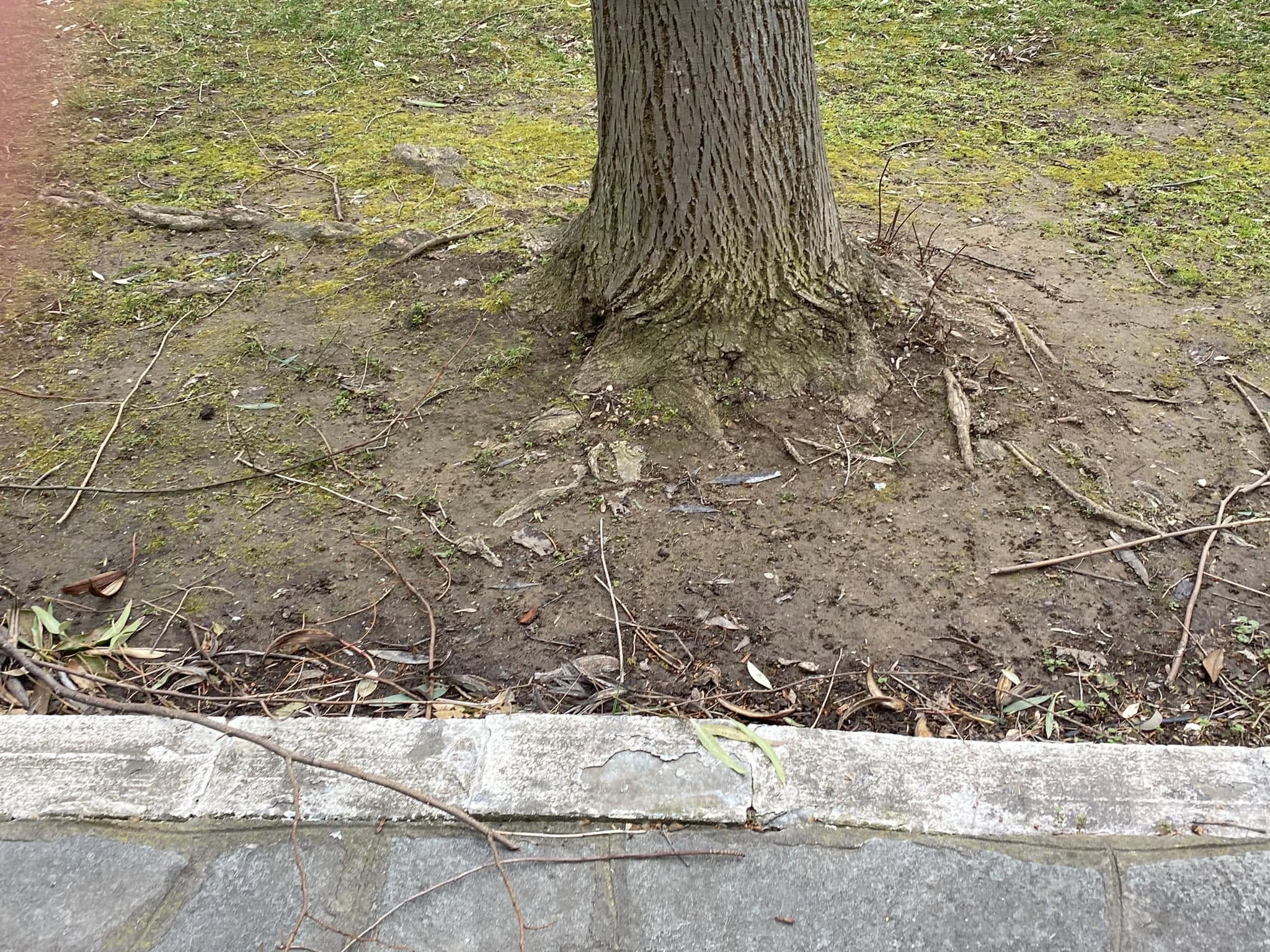 Well managed yard with healthy tree roots properly mulched and integrated into Sudbury Ontario landscape design