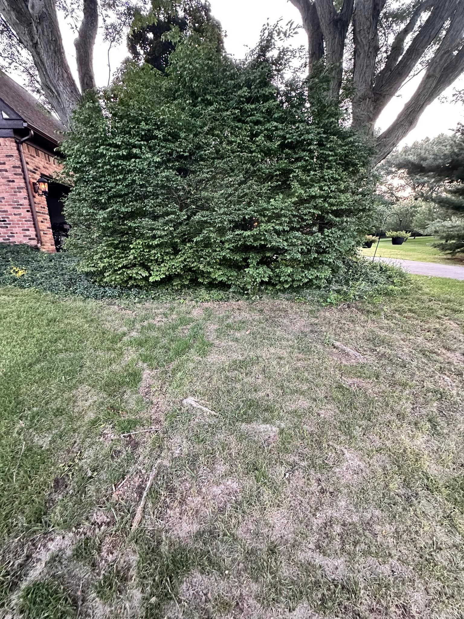 Willow tree roots surfacing and competing with grass on a residential lawn in Greater Sudbury Ontario