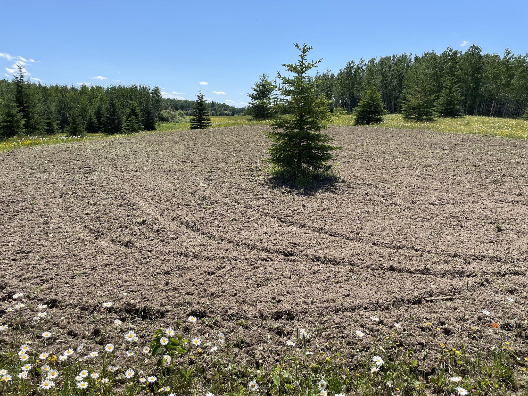 clay soil residential lawn Hanmer Ontario compaction problem