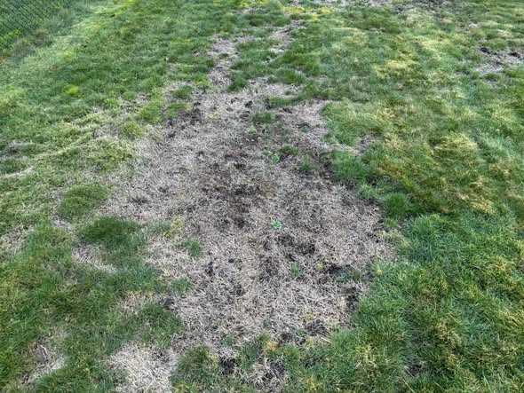 close up of lawn moss versus dead grass blades in a Sudbury yard