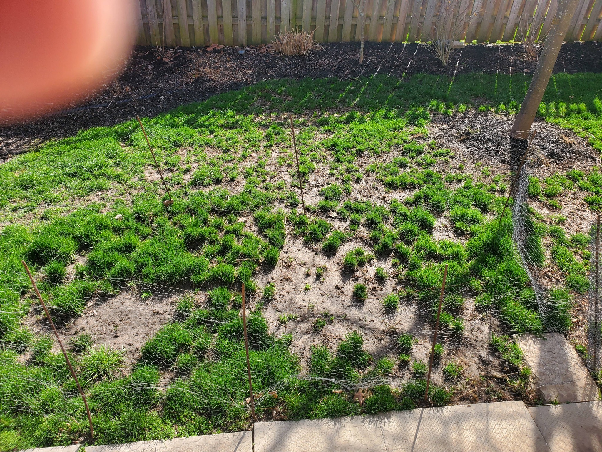 compacted clay soil Sudbury Ontario lawn surface problem roots