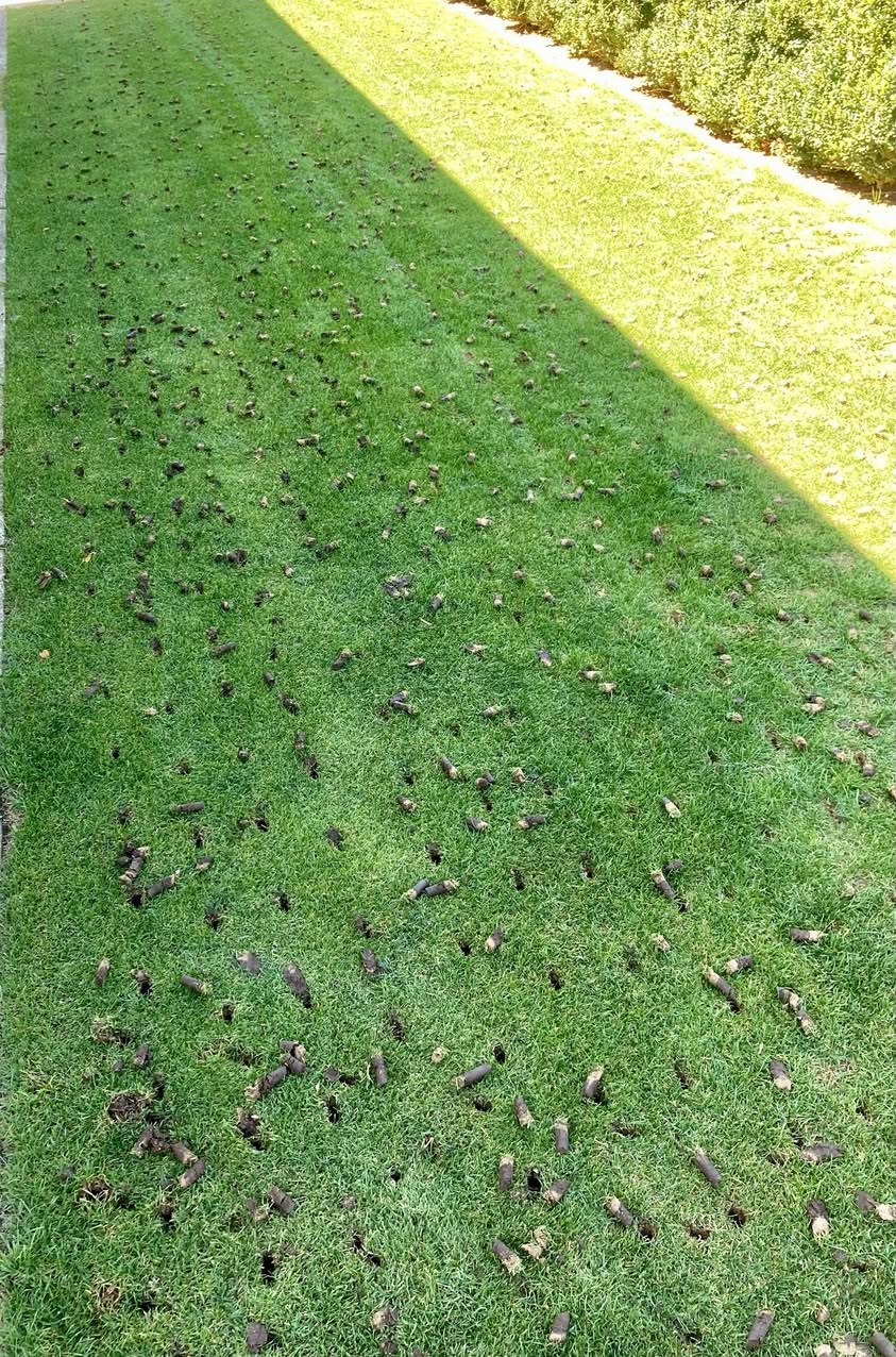 core aeration Sudbury June last chance before July