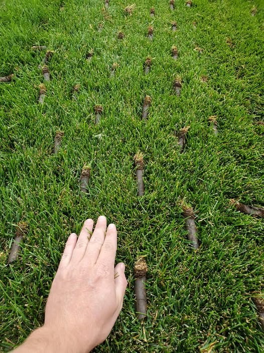 core aeration plugs soil preparation before overseeding Sudbury Ontario spring