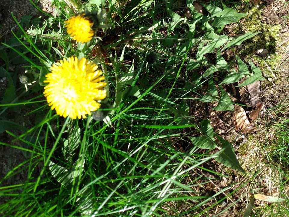 dandelion plantain weed pollen allergy problem residential lawn Greater Sudbury Ontario weed control needed