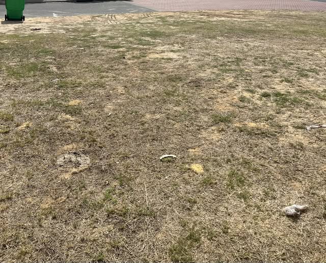dead patchy lawn Chelmsford Ontario before repair