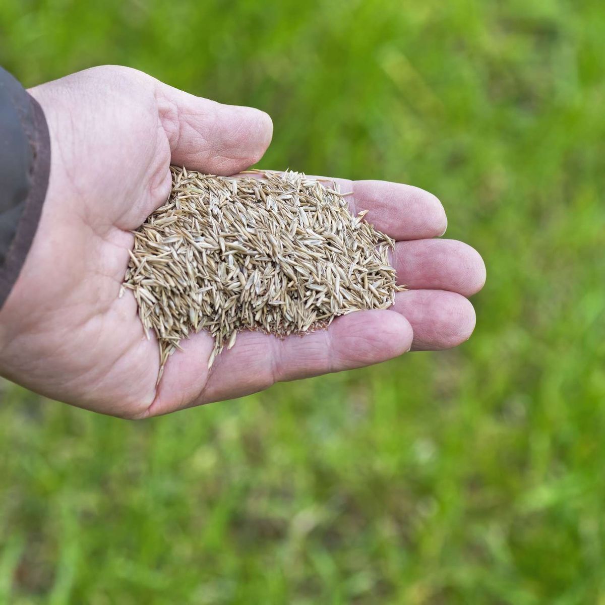 dry grass seed scattered on compacted lawn surface Sudbury Ontario no germination