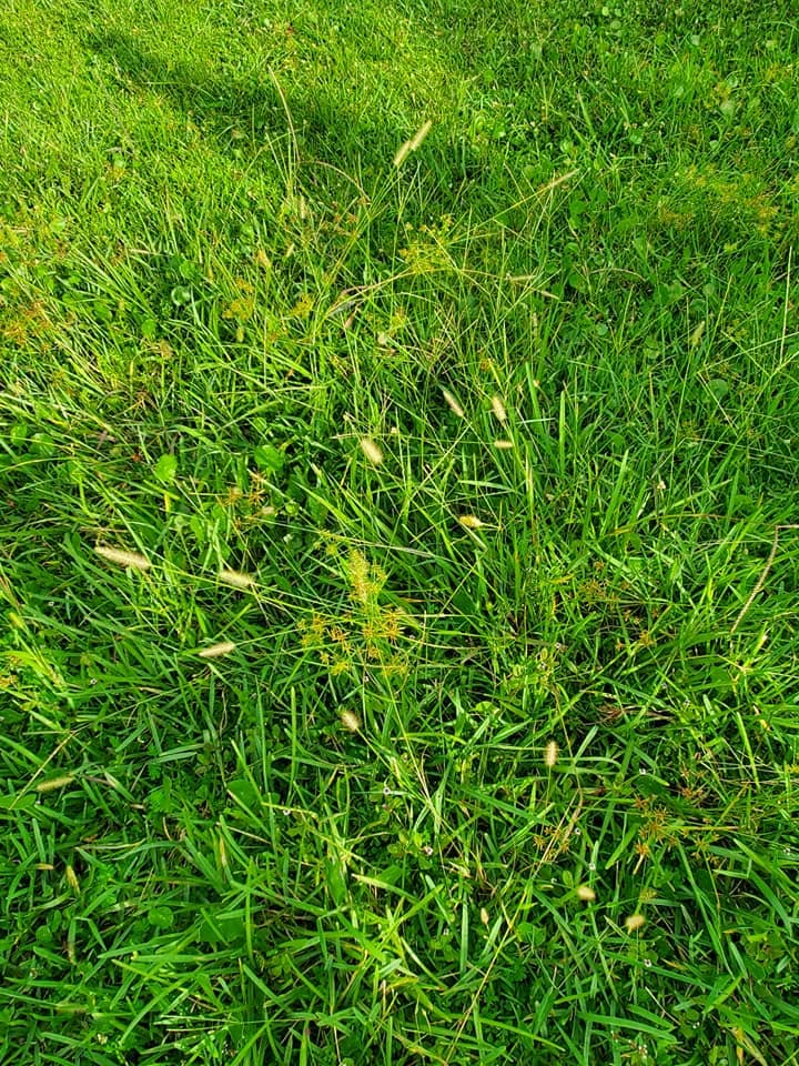 grass seed heads pollen producing residential lawn Greater Sudbury Ontario allergy trigger tall unmowed grass