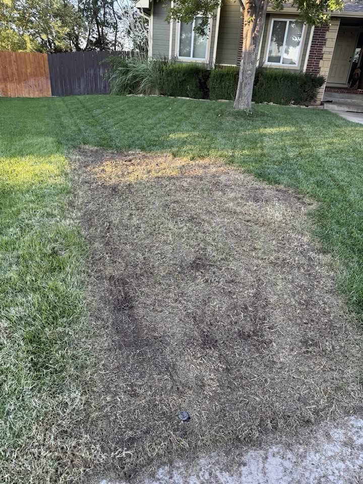 identifying lawn problem on Sudbury property in summer
