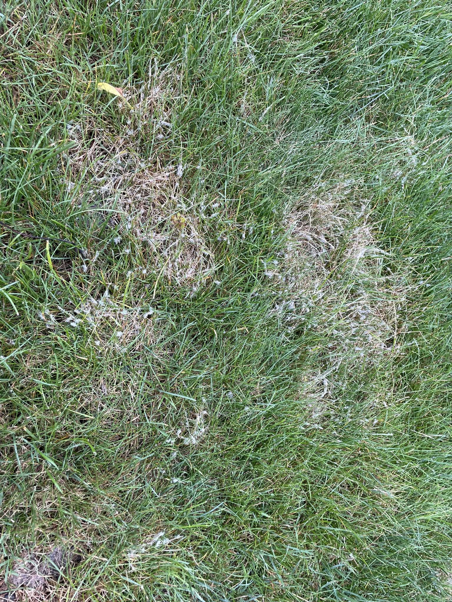 lawn grass growing against residential foundation Greater Sudbury Ontario violation moisture damage risk