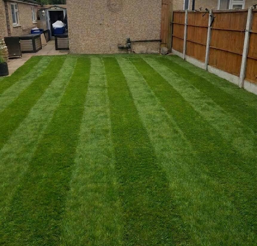 lawn looking healthy green surface hiding thatch problem Sudbury Ontario
