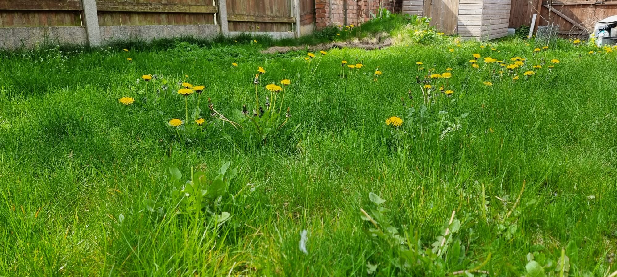 low pollen grass variety mix creeping red fescue residential lawn Greater Sudbury Ontario allergy friendly seed