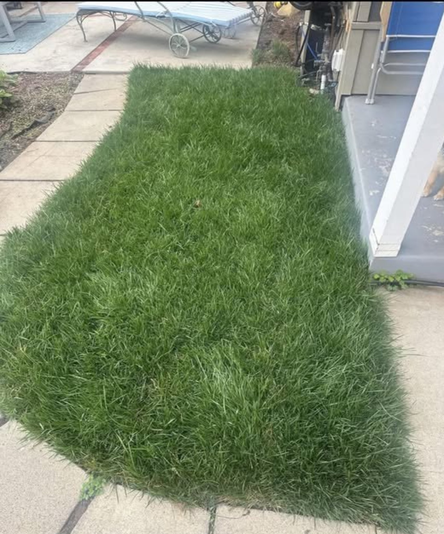 overgrown lawn incorrect mowing height Hanmer Greater Sudbury Ontario