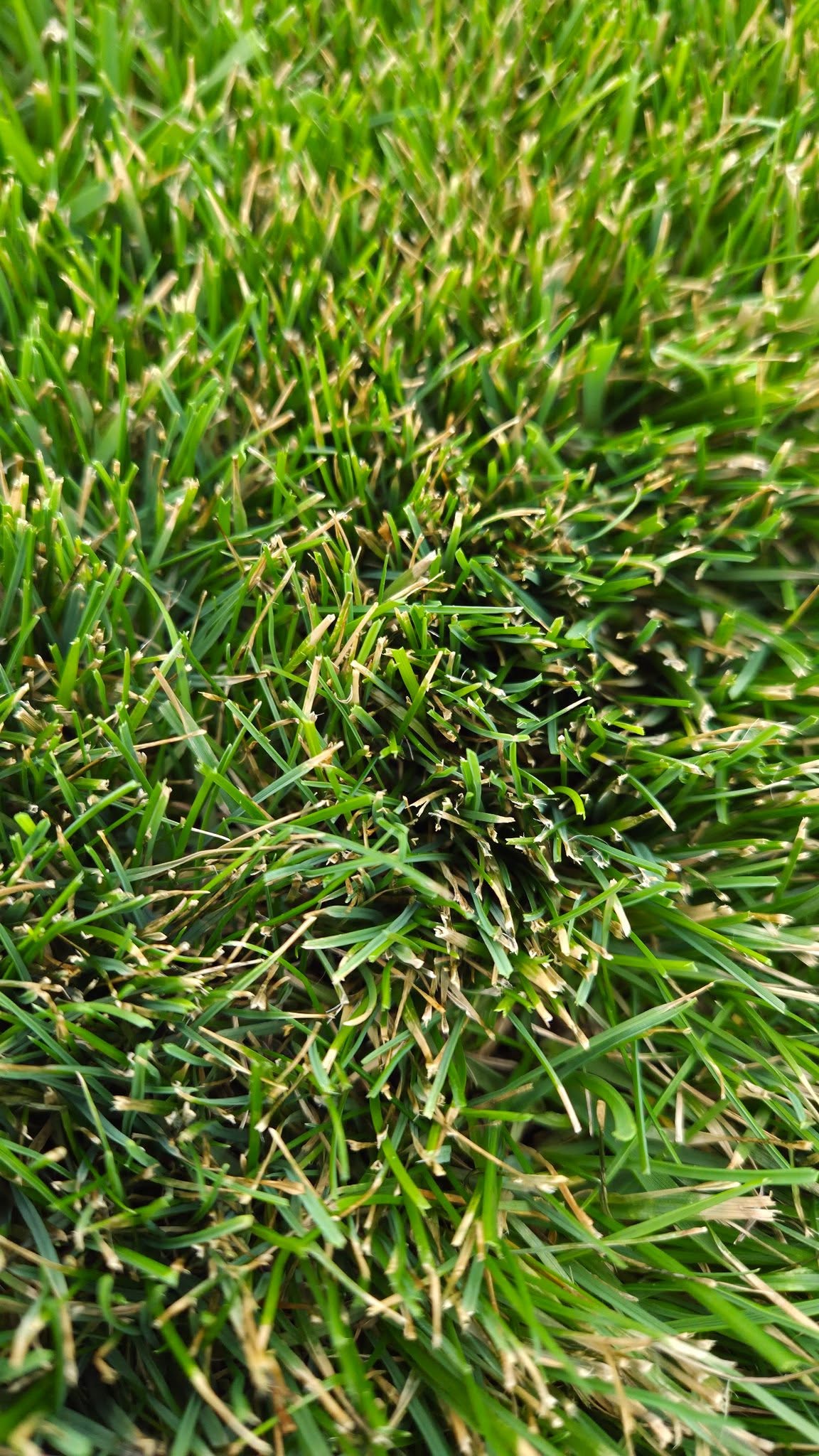 perennial ryegrass tall fescue failure winter damage residential lawn Sudbury Ontario spring dieback