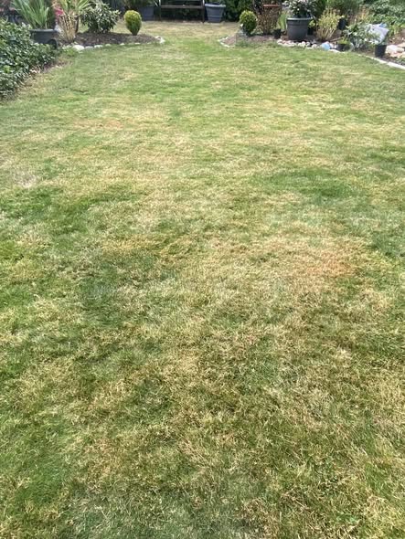 residential lawn colour variation pale yellow green stressed healthy Greater Sudbury Ontario diagnostic read