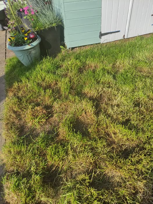 severely overgrown patchy damaged residential lawn three weeks neglect Greater Sudbury Ontario summer