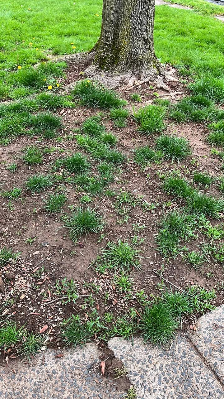 shade tolerant grass growing under tree canopy sandy soil cottage Sudbury lake Ontario