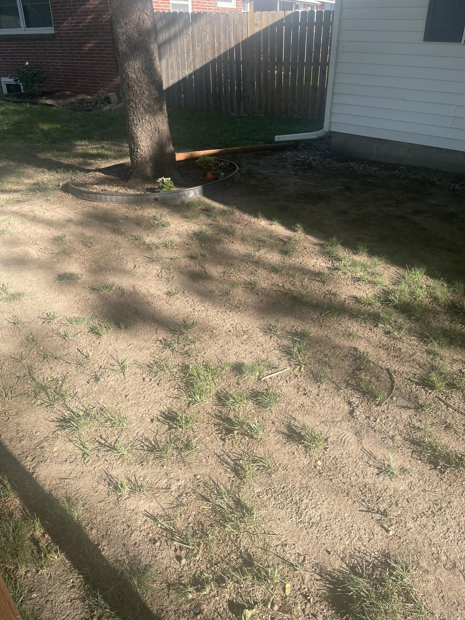 shaded sandy cottage lot near Sudbury lake Ontario struggling lawn thin grass