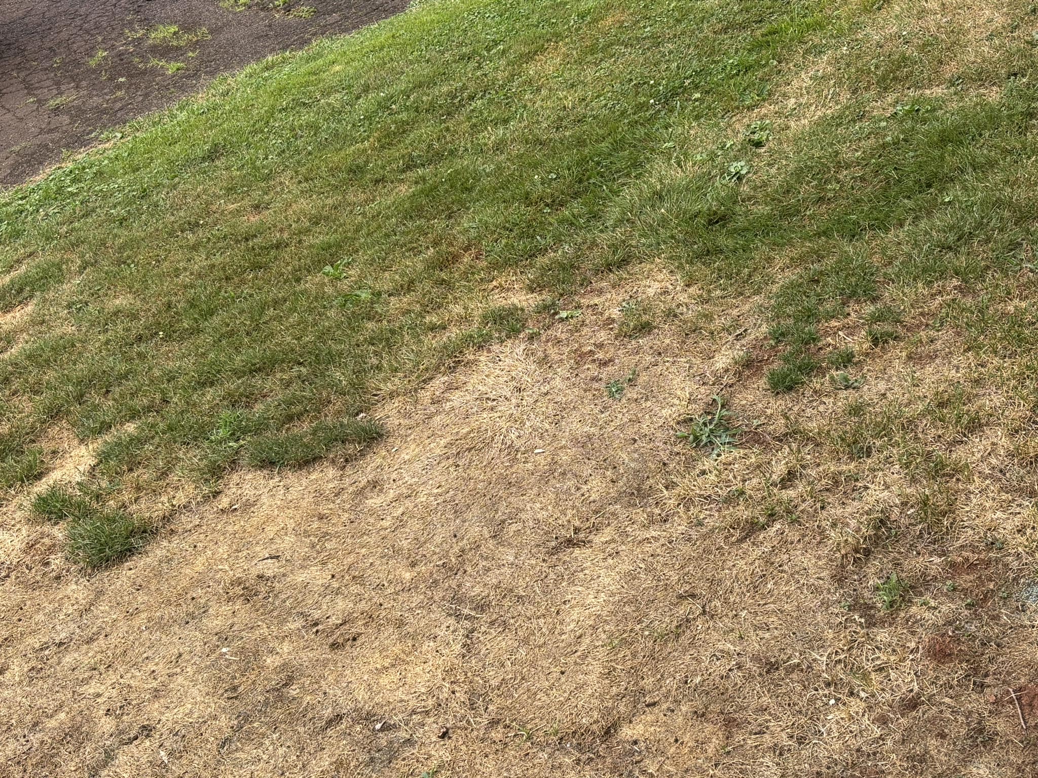 shallow grass roots compacted soil close up lawn Sudbury Ontario