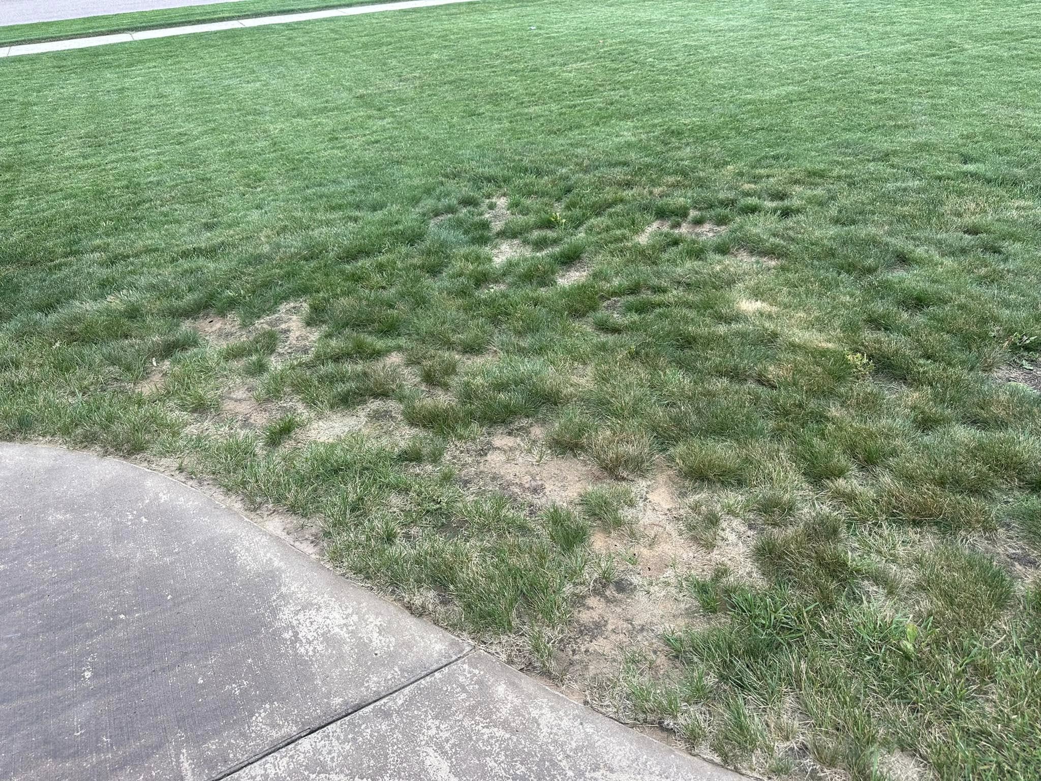 struggling patchy residential lawn Greater Sudbury Ontario visible problems from street
