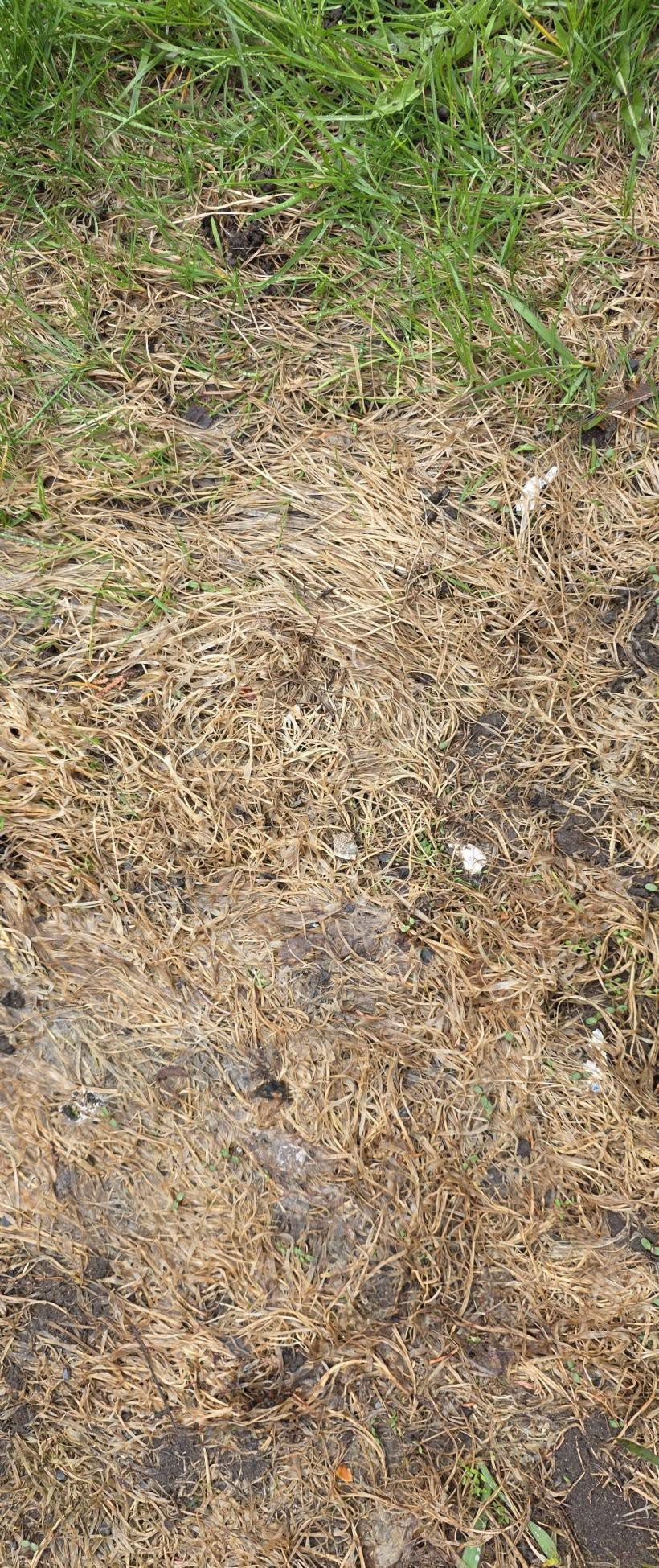 summer heat stress dry brown patches Sudbury Ontario lawn neglected