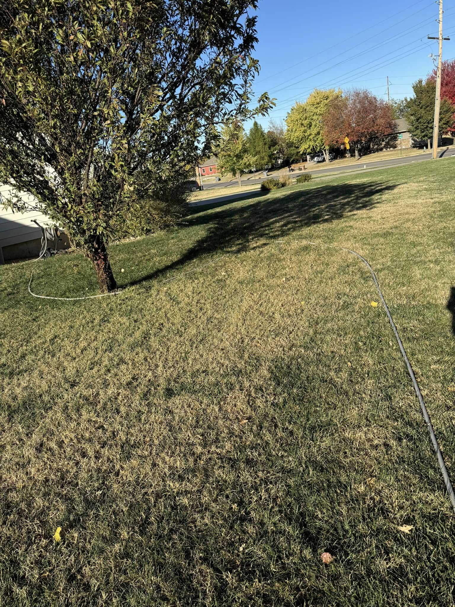thatch layer visible close up residential lawn Greater Sudbury Ontario spring