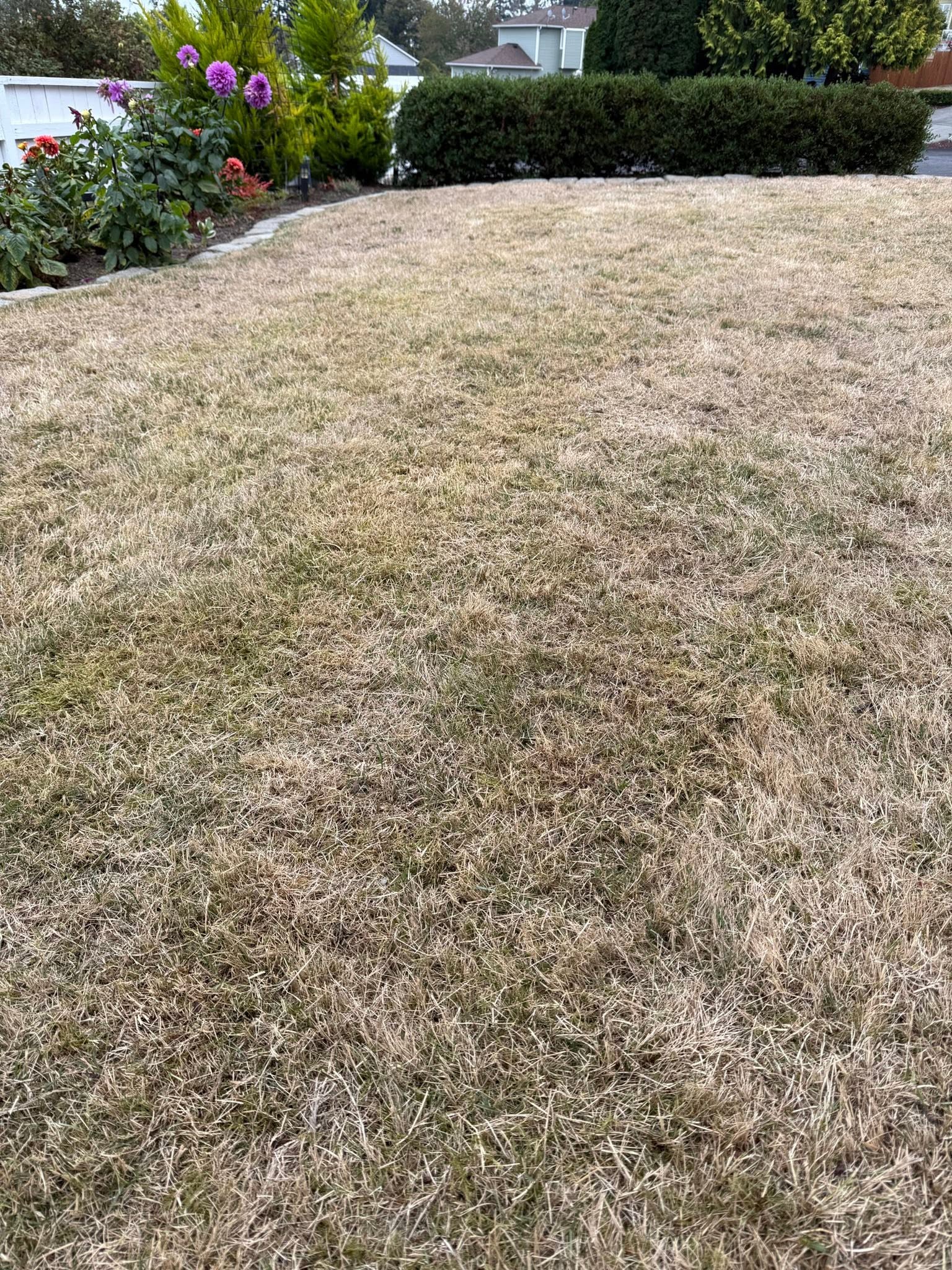 thick thatch layer close up struggling residential lawn Greater Sudbury Ontario common problem