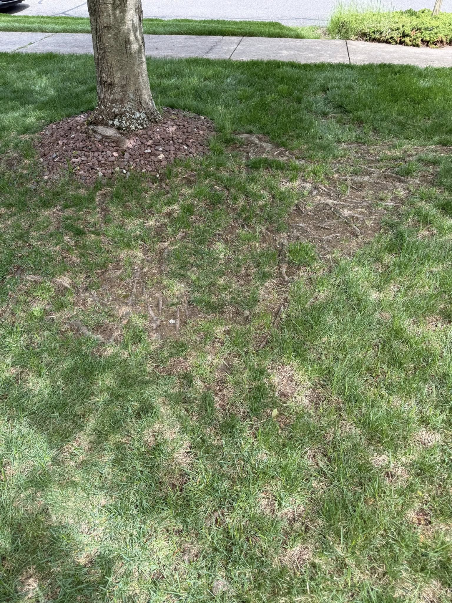 tree roots shade drainage combined lawn problem Sudbury Ontario backyard