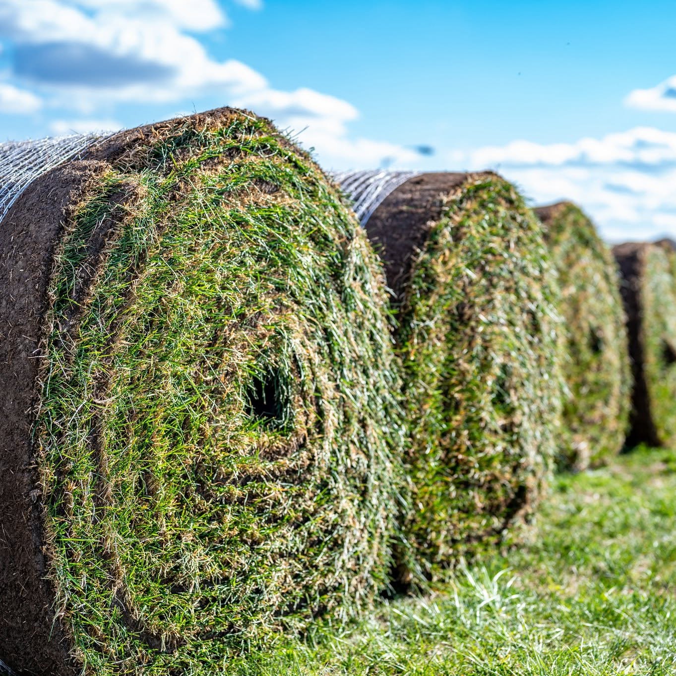 Close-up comparison of premium and standard grade sod rolls showing quality difference