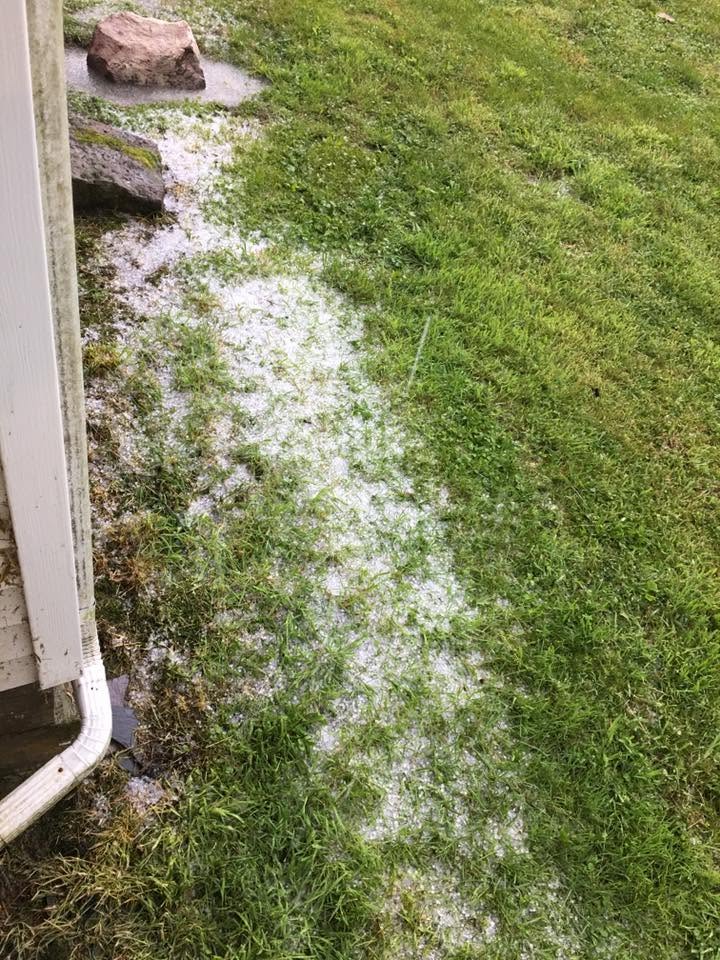 Close-up of hail damaged grass blades on Sudbury lawn after major storm
