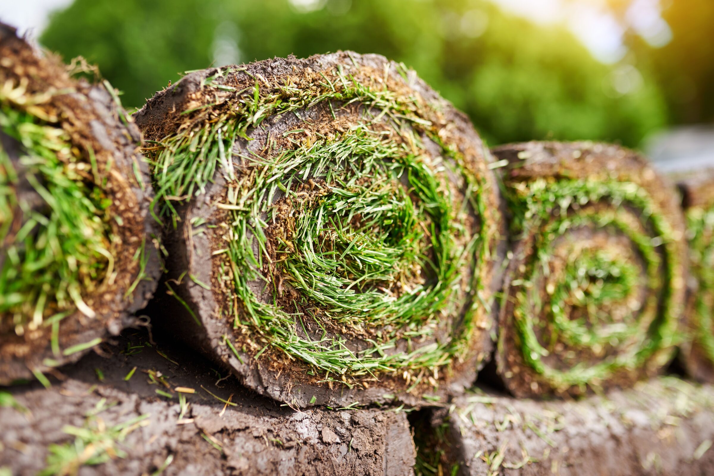 Close-up of healthy thick sod roll roots at a Northern Ontario sod farm