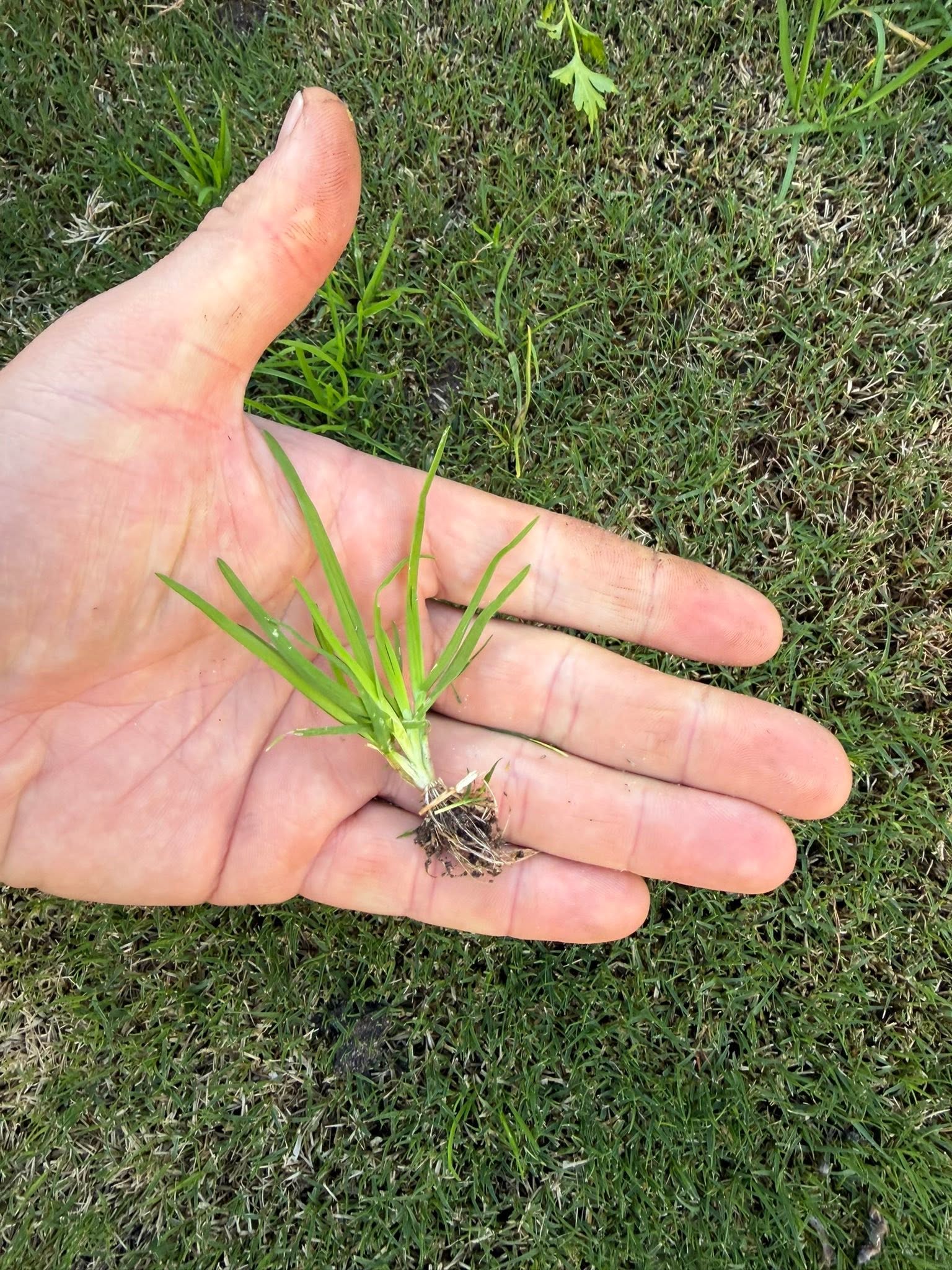 Correct mowing height and deep watering setup on Sudbury lawn before drought