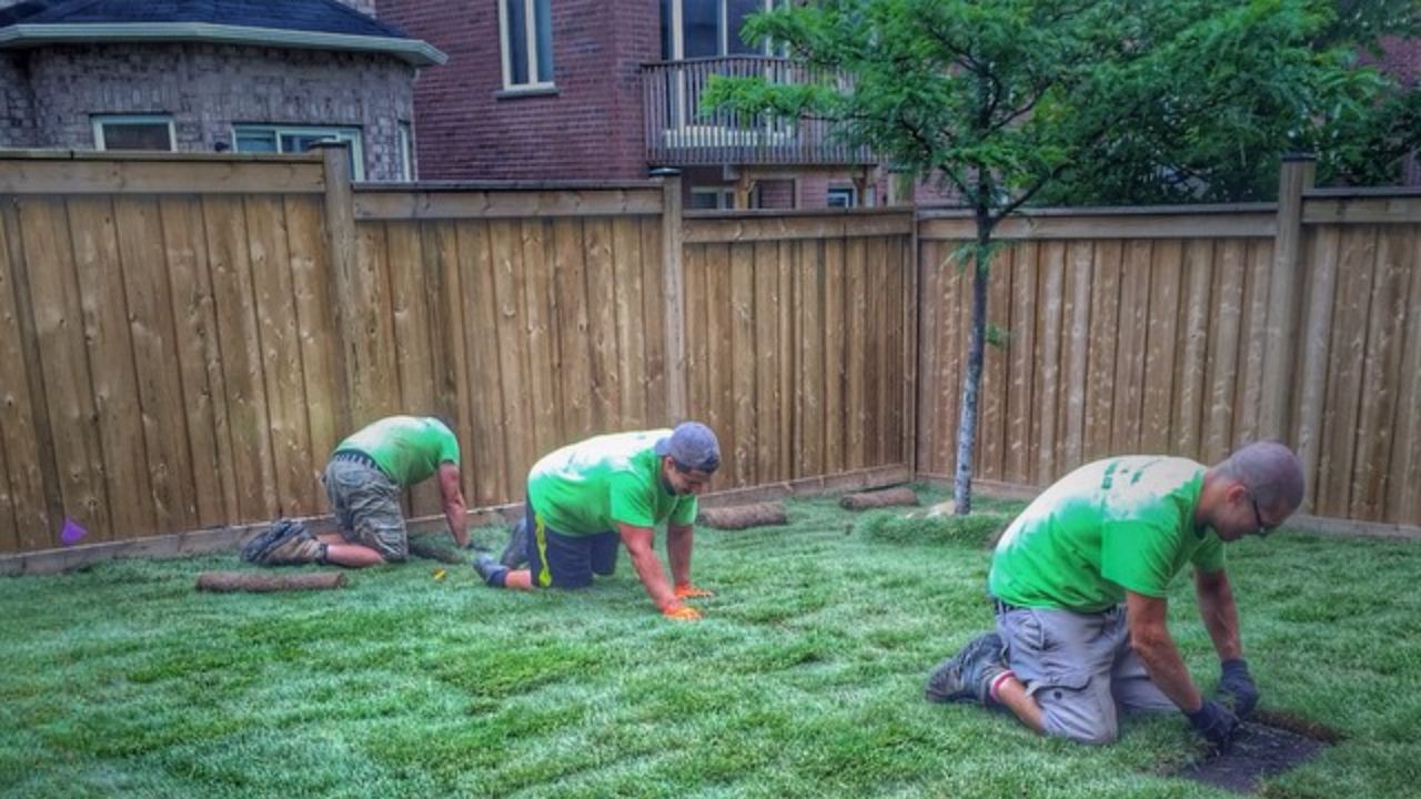Fresh sod being installed on a Sudbury Ontario residential front lawn in 2026
