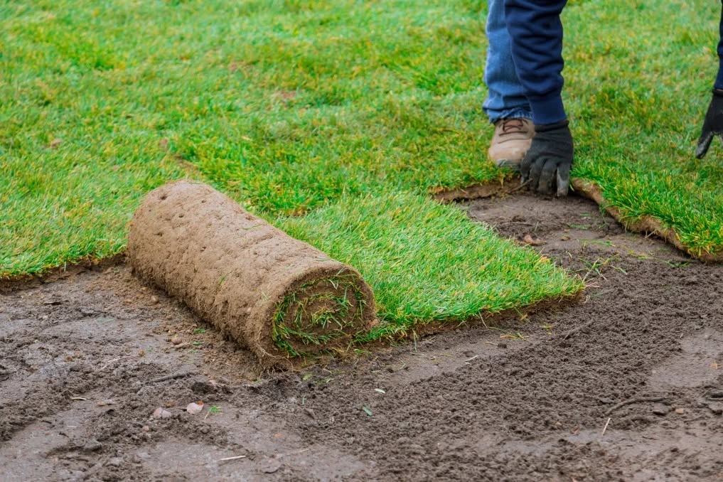 Fresh sod being unrolled and installed on a prepared Sudbury lawn area same day as delivery