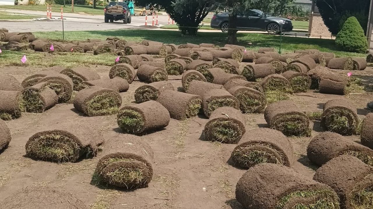 Fresh sod rolls ready for pickup at a farm near Sudbury Ontario