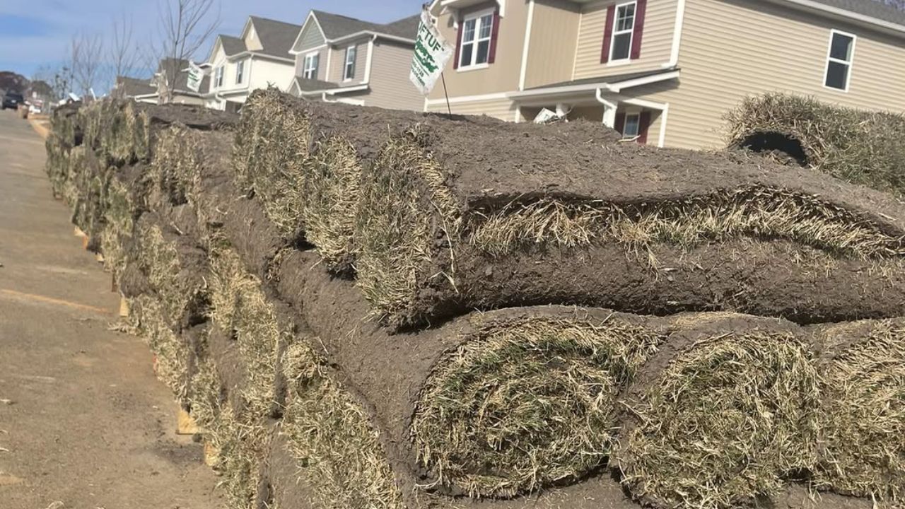 Fresh sod rolls stacked and heating up in Sudbury Ontario summer heat before installation