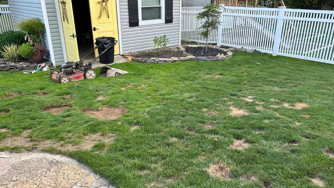 Frustrated homeowner looking at neglected Sudbury lawn
